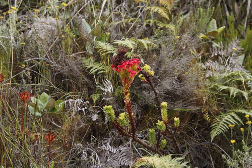 Crassula coccinea
