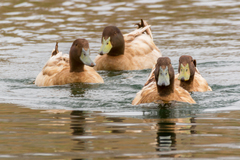 Anas platyrhynchos domesticus