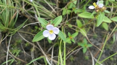 Antherotoma