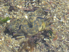 Callinectes marginatus