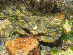 Callinectes marginatus