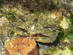 Callinectes marginatus