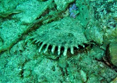 Pinctada margaritifera