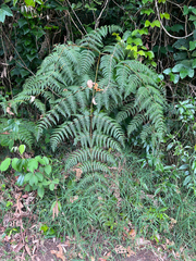 Lophosoria quadripinnata