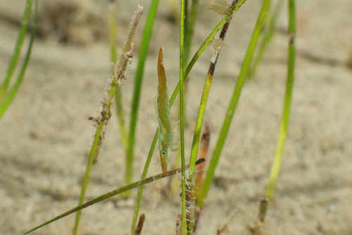 seaweed chameleon prawn