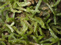 Orthostichella