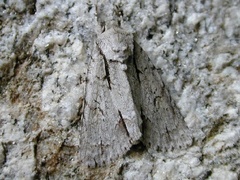 Acronicta hasta
