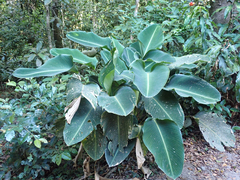 Calathea crotalifera image