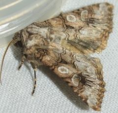 Hadena silenides