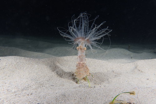 Photo of Berried anemone (Alicia mirabilis)