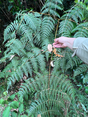 Lophosoria quadripinnata