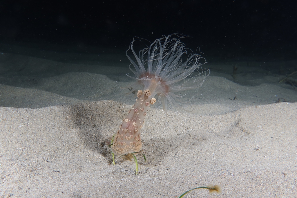 Foto de Alicia (Alicia mirabilis)