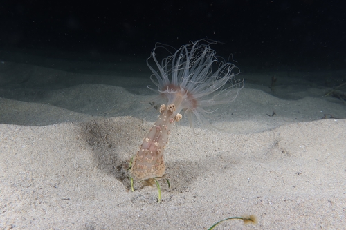 Photo of Berried anemone (Alicia mirabilis)