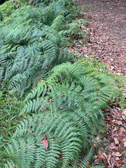 Lophosoria quadripinnata