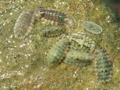 Ischnochiton striolatus