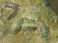Ischnochiton striolatus