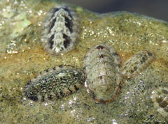 Ischnochiton striolatus