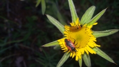 Dionconotus neglectus