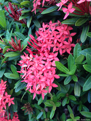 Ixora
