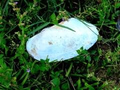 Anodontites trapesialis