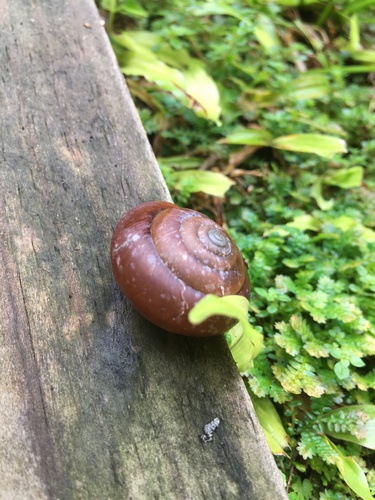 Dyakia striata observed 2022-03-01