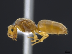 Lasius brevicornis