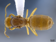 Lasius brevicornis