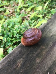 Quantula