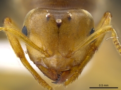 Lasius brevicornis