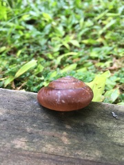Quantula
