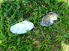 Anodontites trapesialis