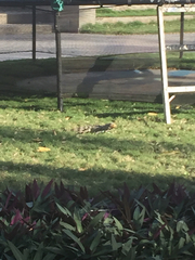 Iguana iguana