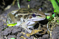 Lithobates forreri