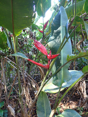 Heliconia monteverdensis