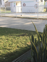Iguana iguana
