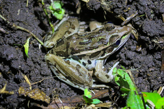 Lithobates forreri