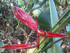 Heliconia monteverdensis