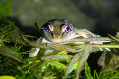 Lithobates forreri