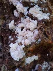 Ductifera pululahuana