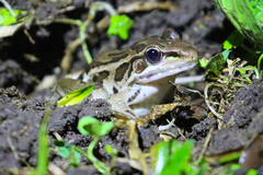 Lithobates forreri