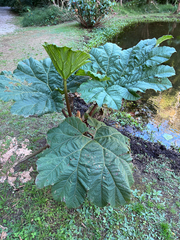 Gunnera insignis