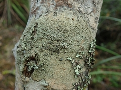 Bacidia macrospora