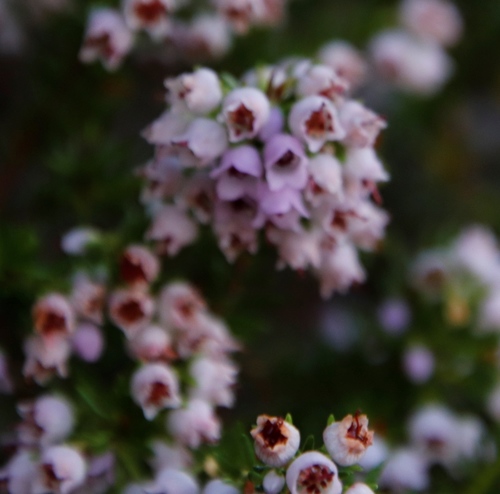 Image of Honey Heath (Erica curvirostris) by (c) Tony Rebelo, some rights reserved (CC BY-SA)