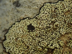 Bacidia macrospora
