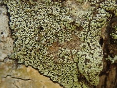 Bacidia macrospora