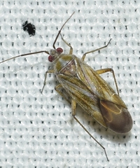 Tinicephalus rubiginosus