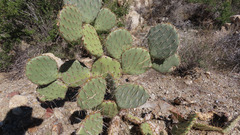 Opuntia chlorotica