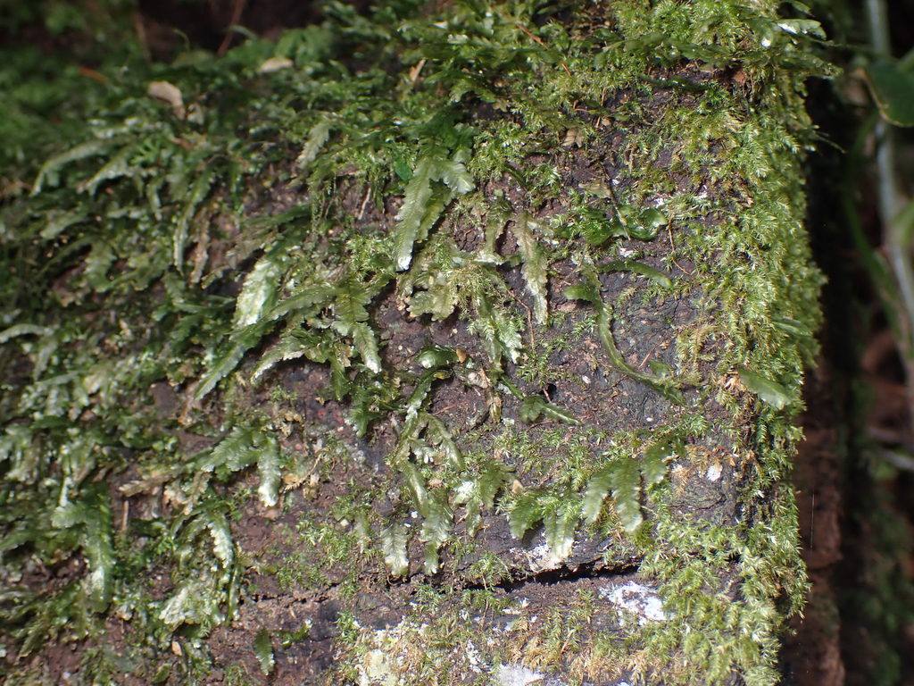 Homalia glabella
