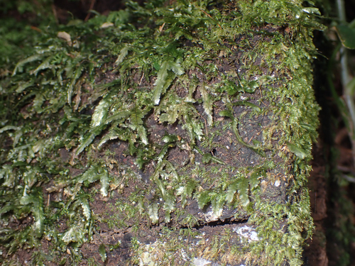 Neckeraceae image
