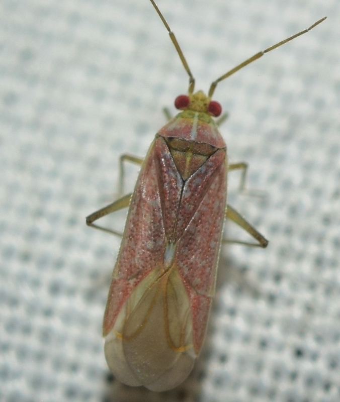 Stenoparia putoni